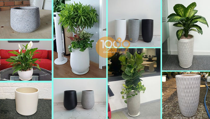 Gói Thuê Cây Xanh Nội Thất Siêu Rẻ: Chăm Sóc 2 Lần/Tuần & Thay Cây Miễn Phí