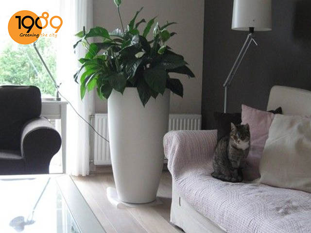 chậu trồng cây cỡ đại hcm