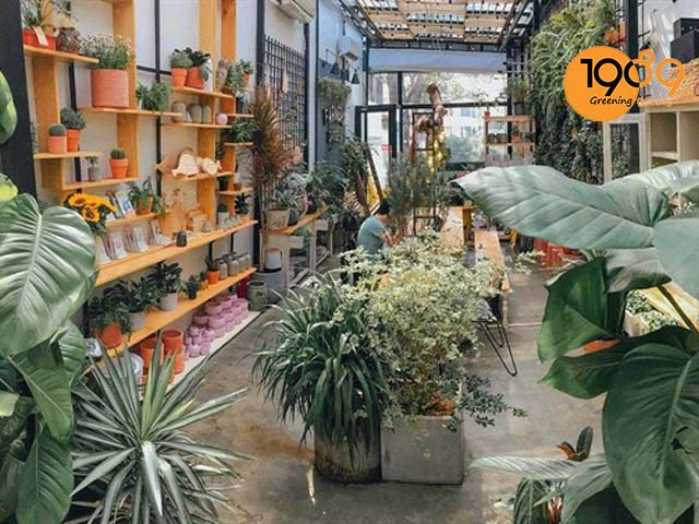 chậu trồng cây quán cafe phong cách TROPICAL 4