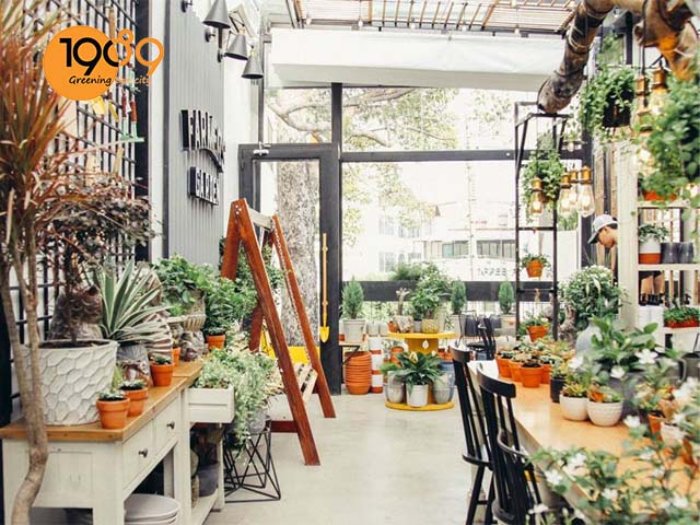 chậu trồng cây quán cafe phong cách TROPICAL