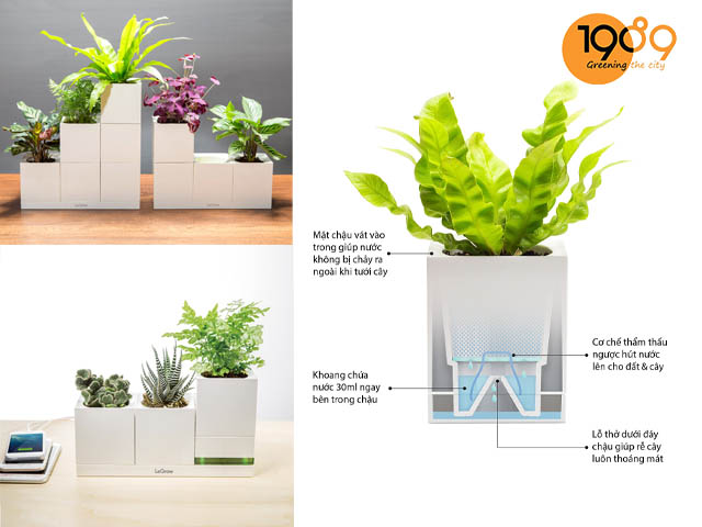 Chậu trồng cây thông minh LEGROW - Limitless Creations