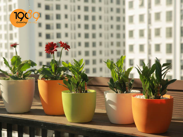 chậu trồng cây thông minh tự tưới nước tròn bầu đẹp