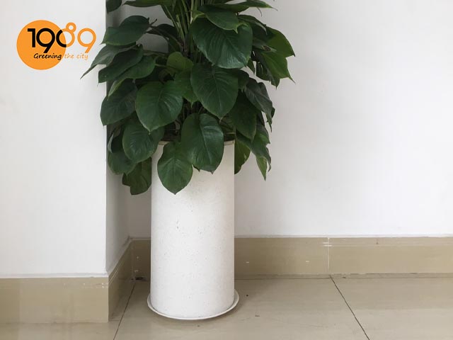 chậu trồng cây tròn trụ màu trắng