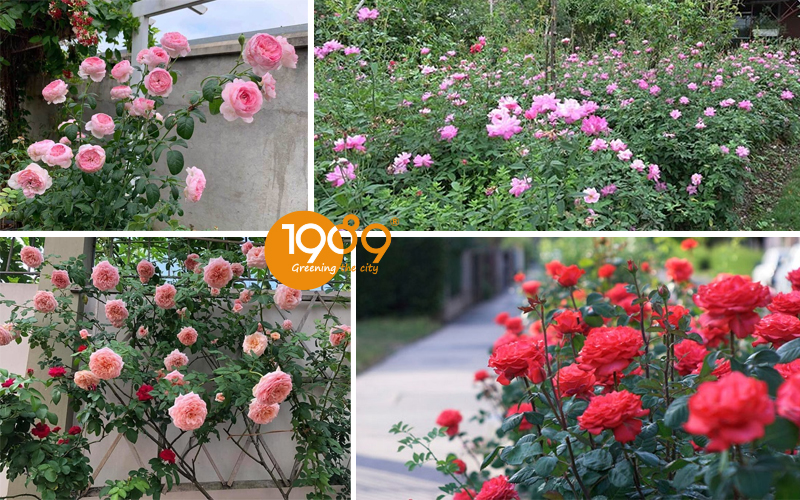 Mua Chậu Trồng Hoa Hồng Đẹp