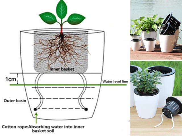 chậu tự dưỡng thông minh 2 lớp bình thường