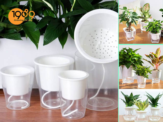 chậu tự dưỡng thông minh thủy canh trong suốt