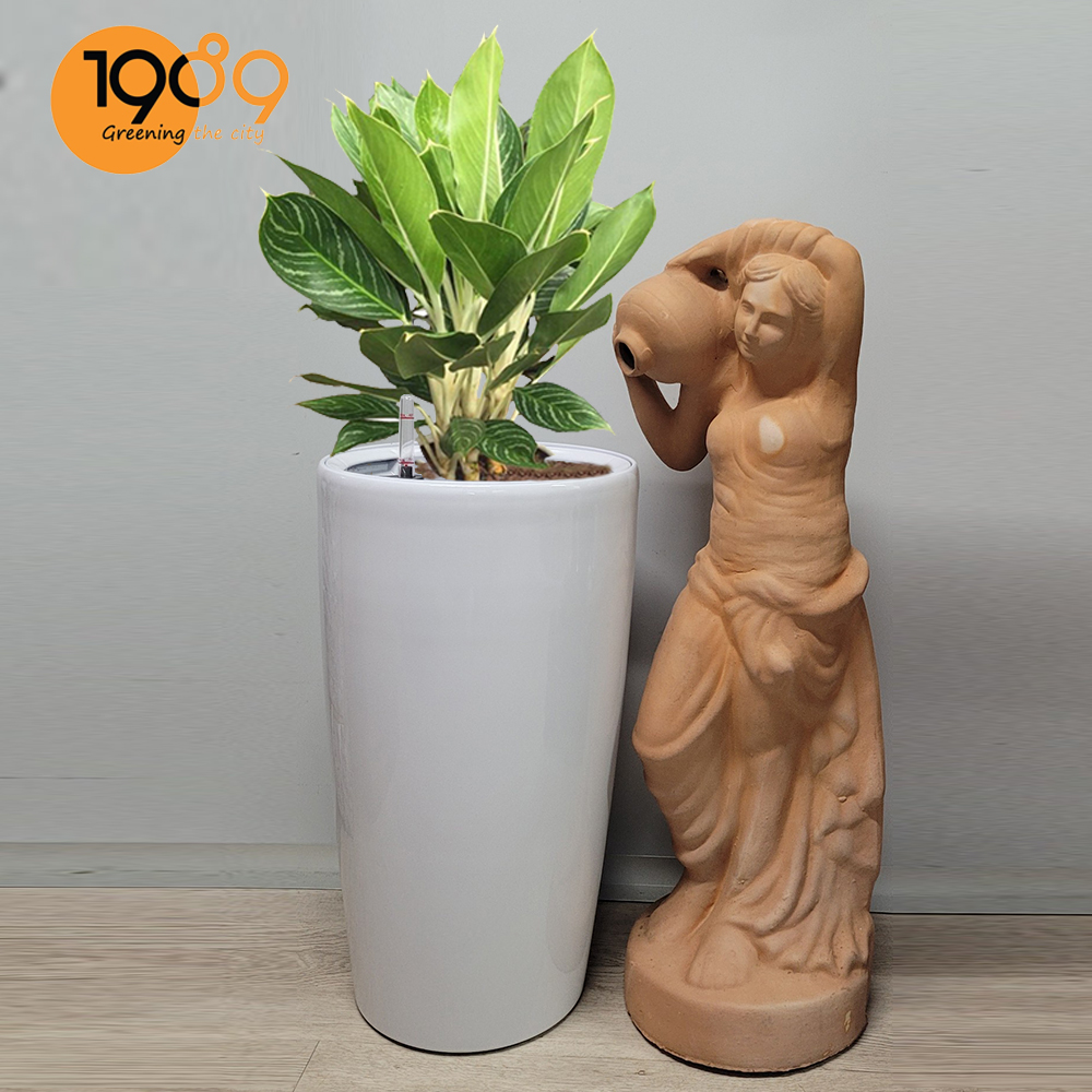 Chậu Tự Dưỡng Venus