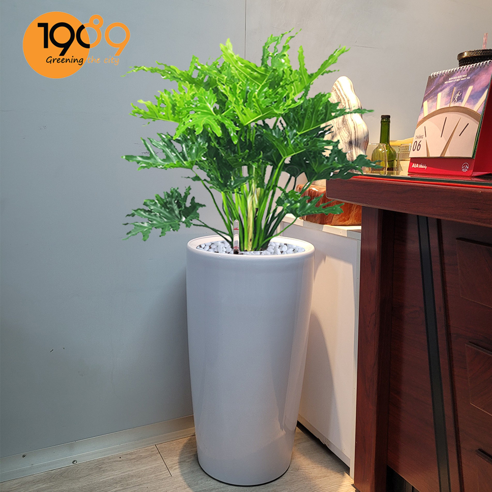 Chậu Tự Dưỡng Venus