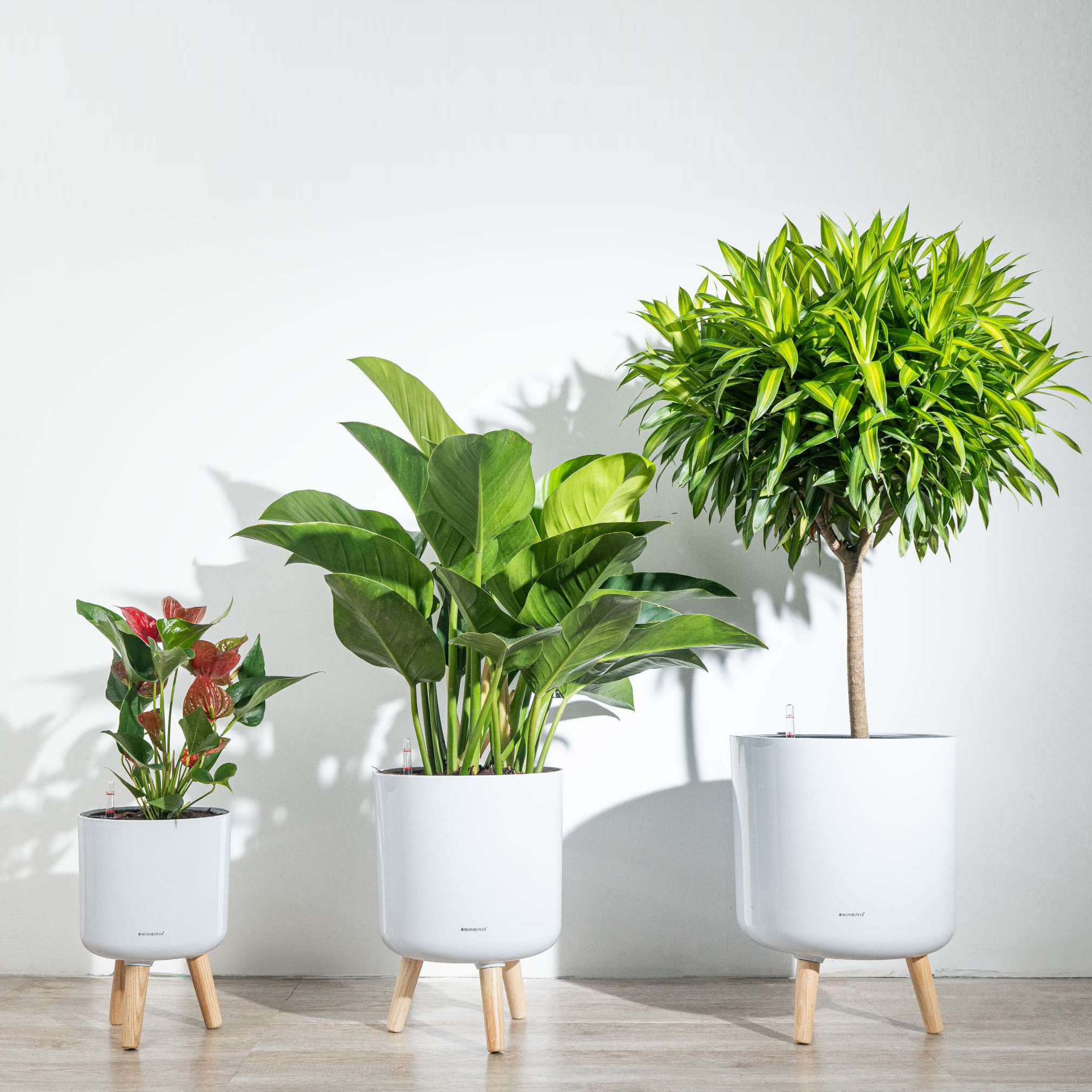 Chậu Tự Dưỡng - Giải Pháp Hoàn Hảo Cho Những Người Yêu Thích Trồng Cây