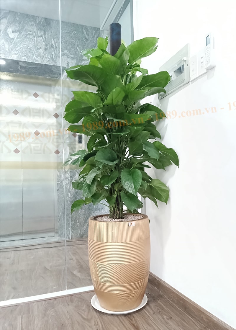 1989JSC Trang Trí Cây Xanh Văn Phòng Hoàng Cát Group