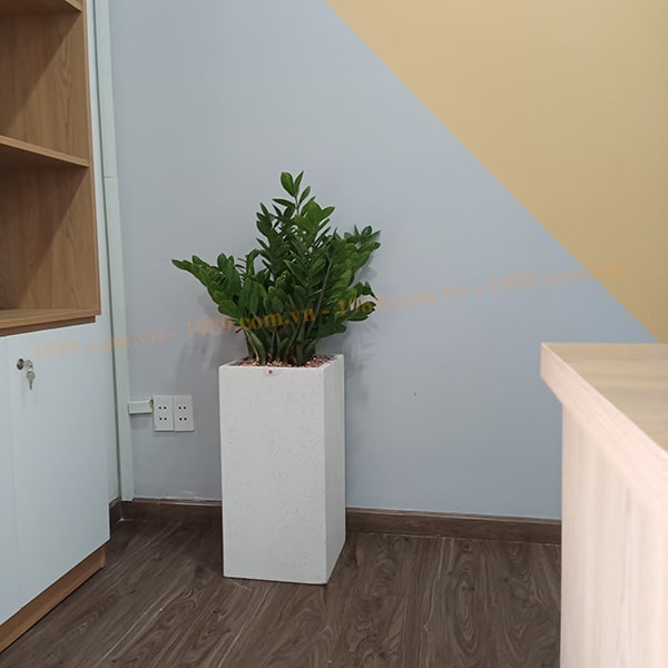 1989JSC Trang Trí Cây Xanh Văn Phòng Hoàng Cát Group