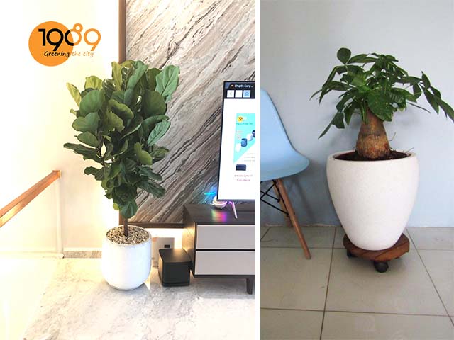 chậu xi măng chivas phong cách retro