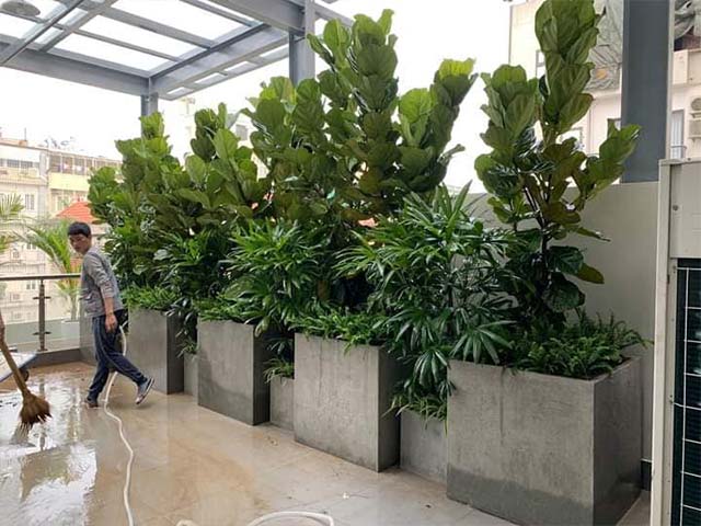 chậu xi măng chữ nhật nuôi cá lớn