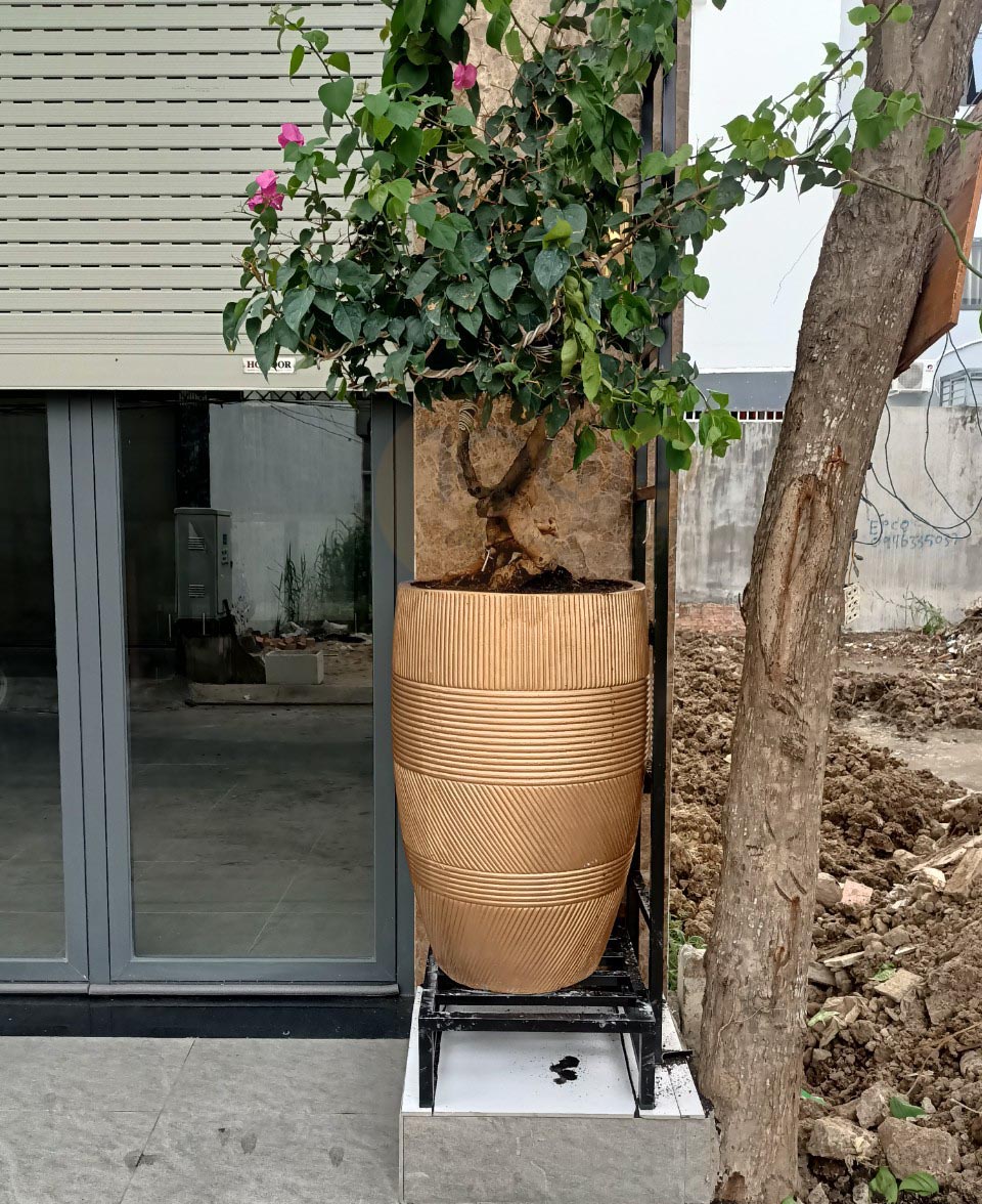 Chậu xi măng cỡ lớn - chậu xi măng venus