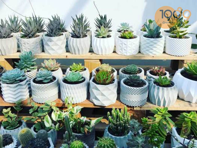 chậu xi măng nhỏ cori trồng cây sen đá
