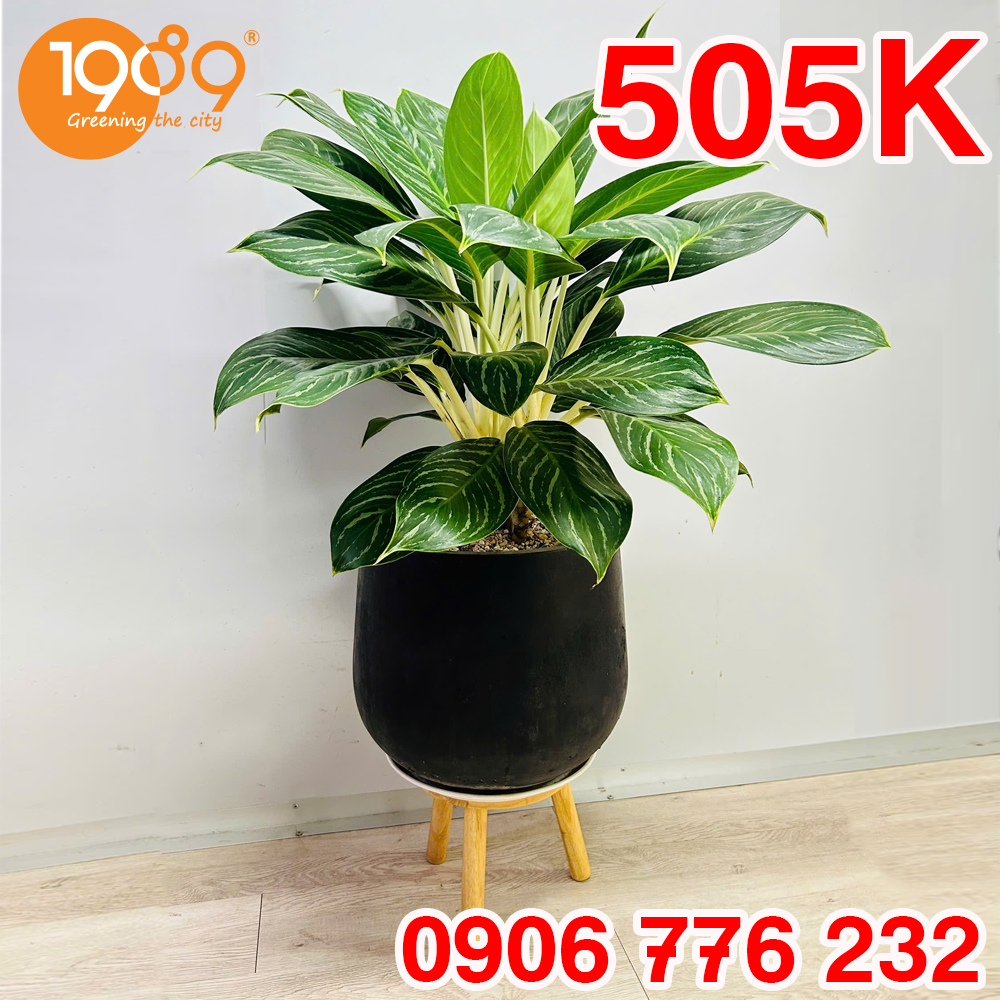 Chậu cây bạch mã hoàng tử