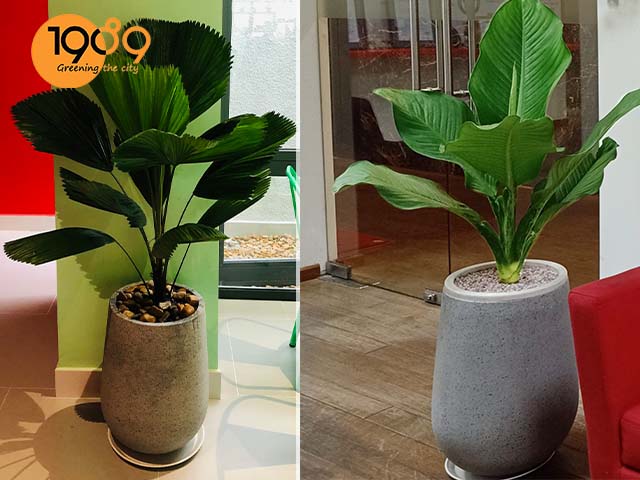 chậu xi măng đá mài giọt nước màu xám