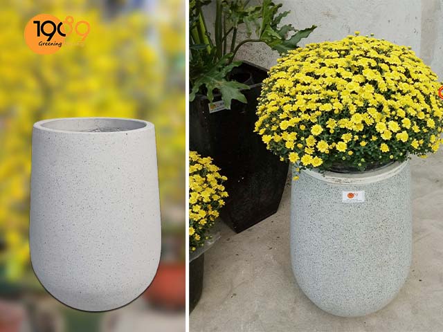 chau xi mang da mai giot nuoc trang tri ngay tet