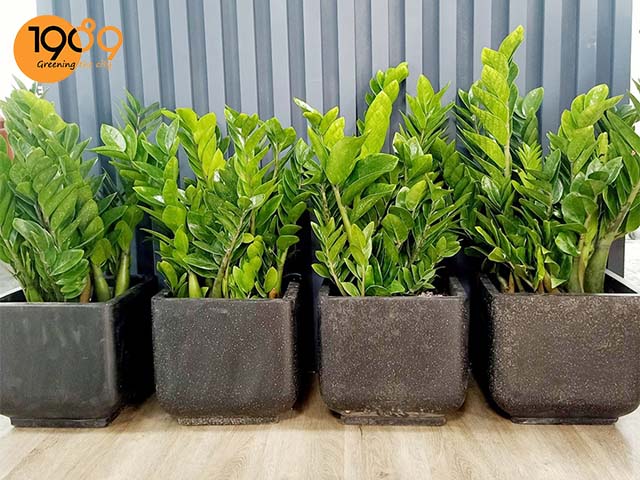 Hình Dạng Cây kim tiền