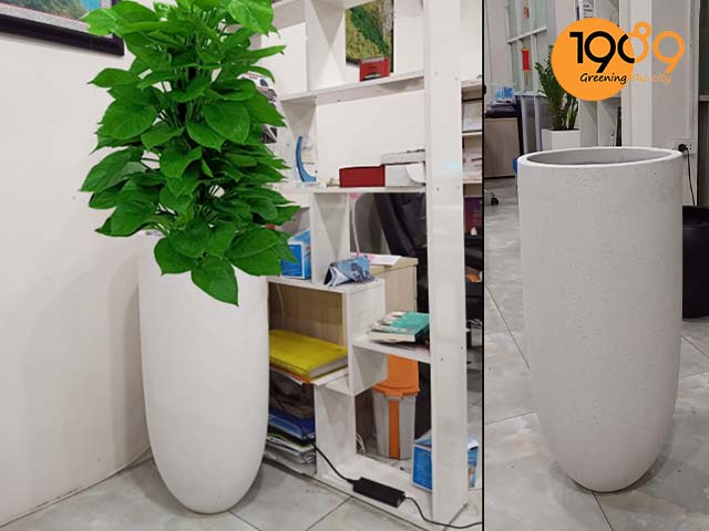 chậu xi măng đá mài ly bầu đáy trồng cây trầu bà cột