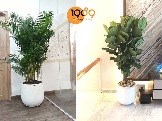 chậu xi măng đá mài Remy màu trắng