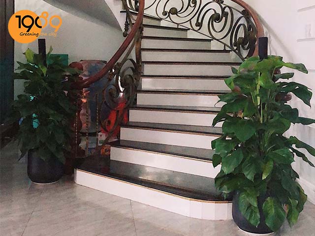 chậu xi măng đá mài remy trồng trầu bà cột decor nội thất