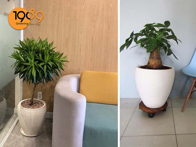 chậu xi măng đá mài tròn chivas màu trắng