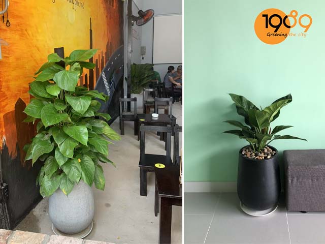 chậu xi măng đá mài tròn giọt nước