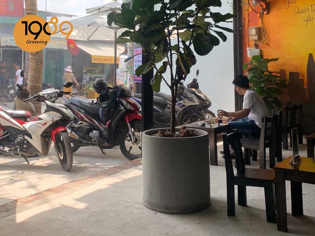 chậu xi măng đá mài tròn lớn đưa vòa ứng dụng quán cafe ở trường trinh Q12
