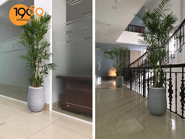 chậu xi măng đá mài tròn màu xám