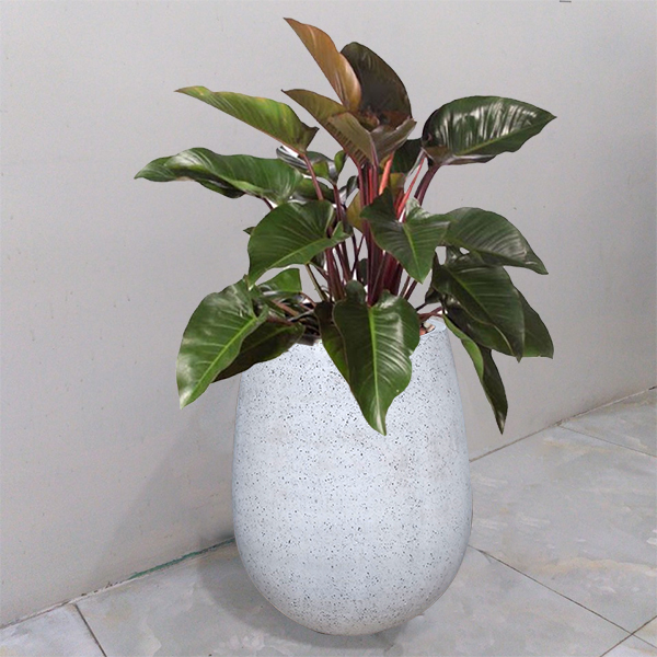 Chạm Tới Vượng Khí: Chọn Cây Để Sàn Theo Mệnh Để Hút Tài Lộc