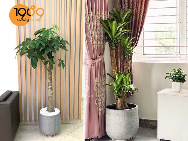 Vẻ Đẹp Chậu Xi Măng Đá Mài: Sự Kết Hợp Giữa Thô Mộc và Tinh Tế Cho Không Gian Sống