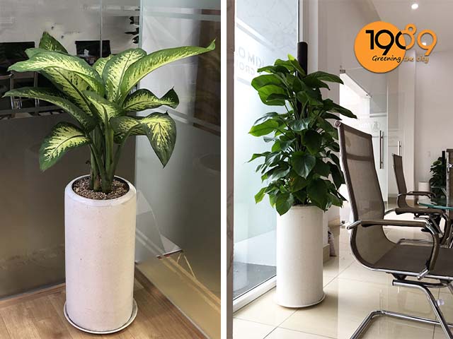 chậu xi măng đá mài tròn trụ màu trắng