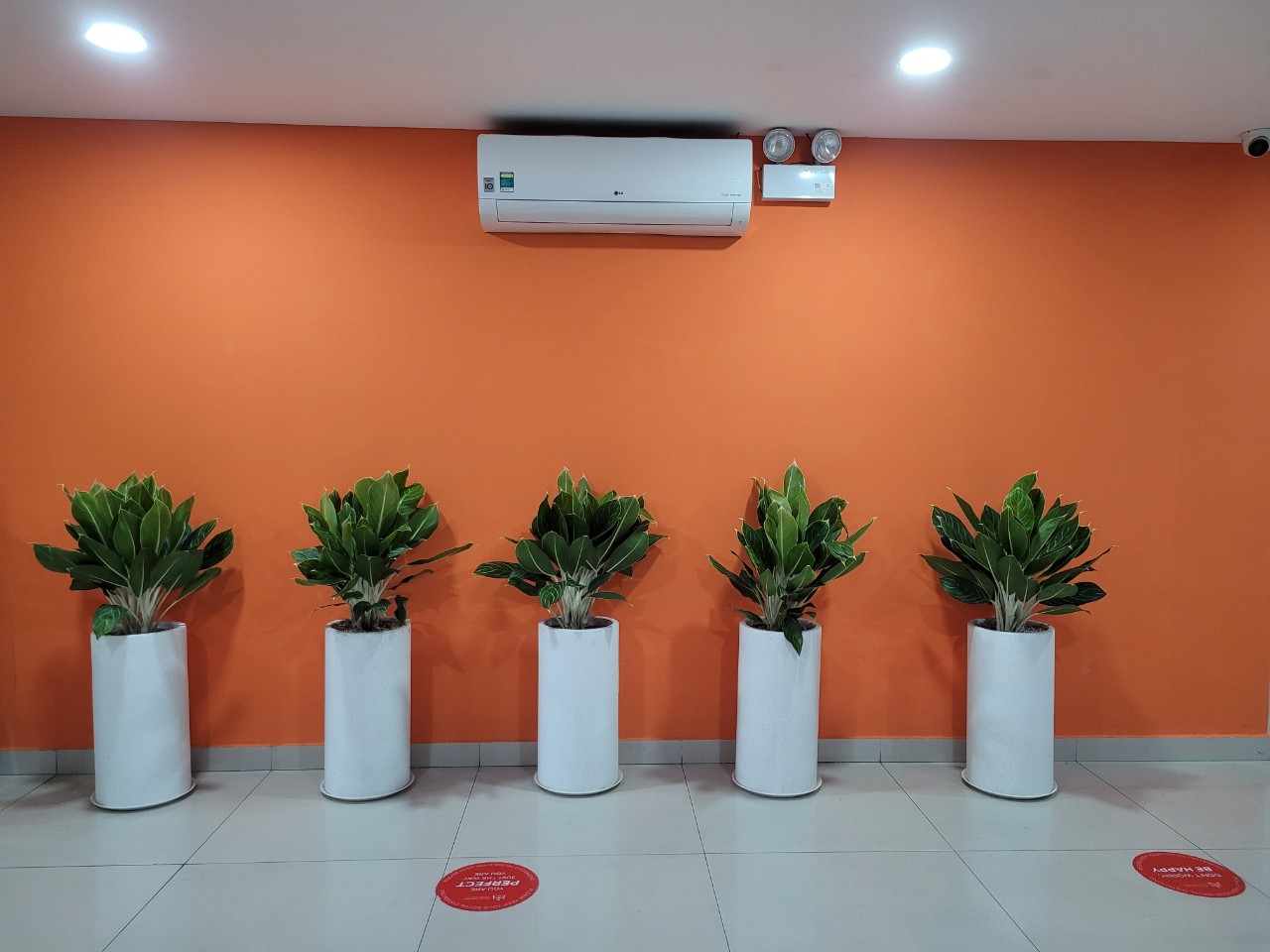 Chậu đá mài tròn trụ trắng 30x60cm trồng bạch mã hoàng tử
