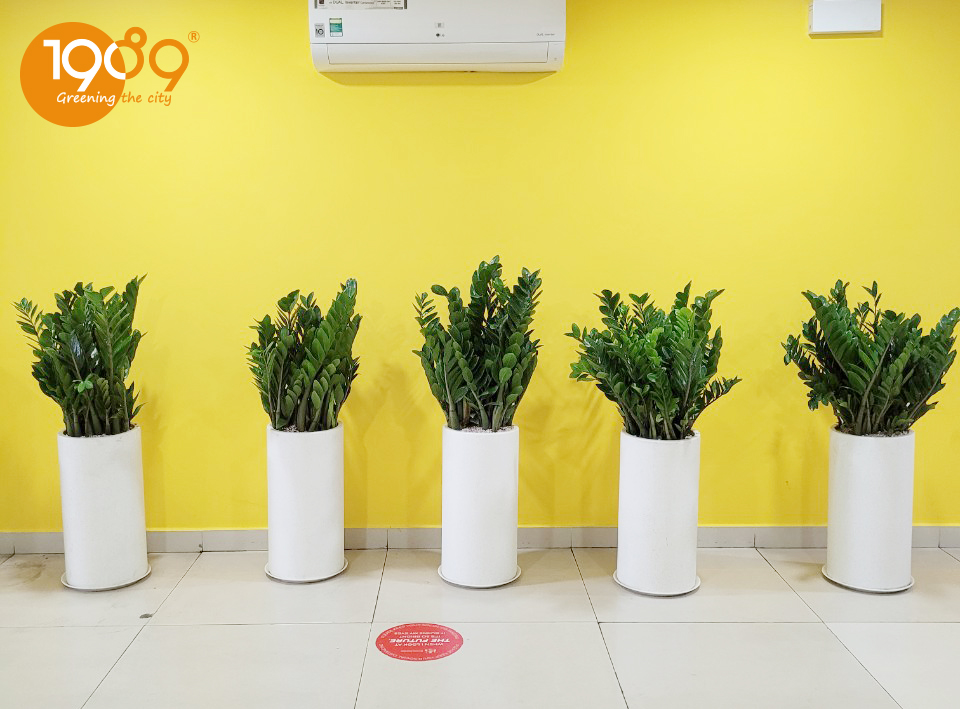 Chậu đá mài tròn trụ trắng 30x60cm trồng kim phát tài