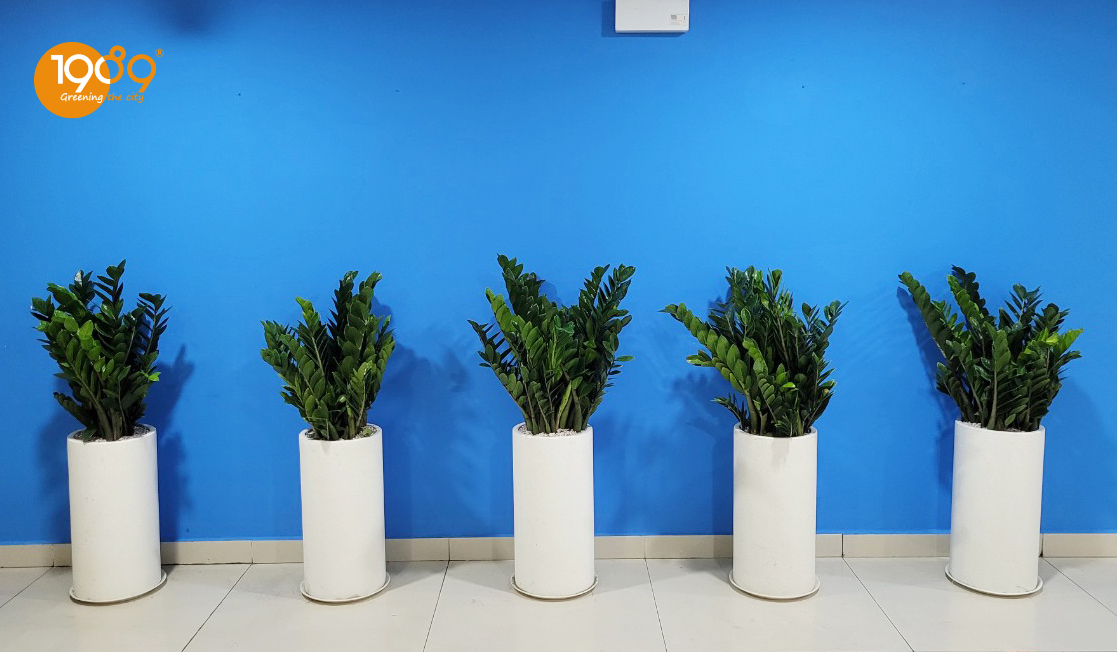 Chậu đá mài tròn trụ trắng 30x60cm trồng kim tiền