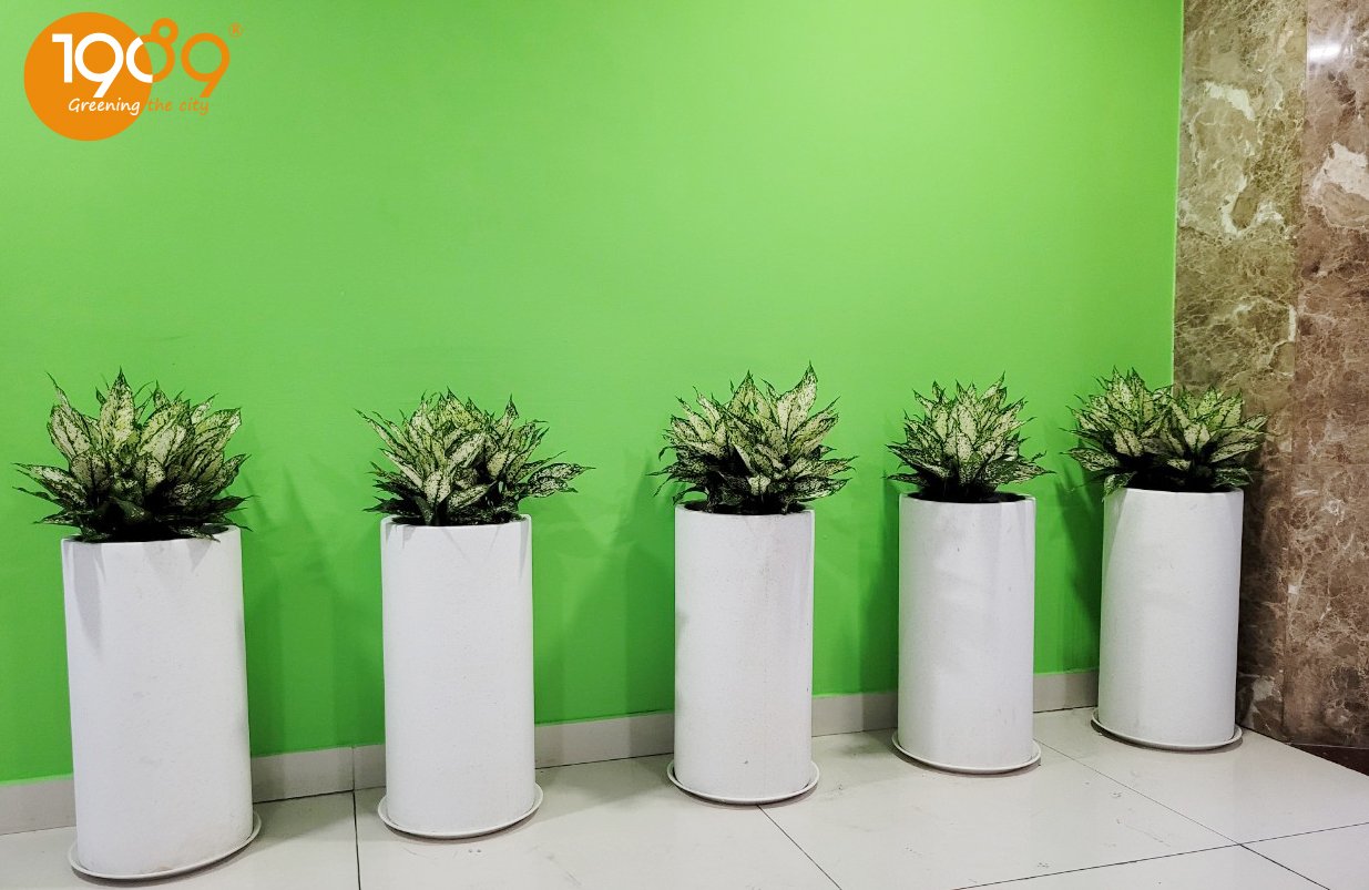 Chậu đá mài tròn trụ trắng 30x60cm trồng ngọc ngân