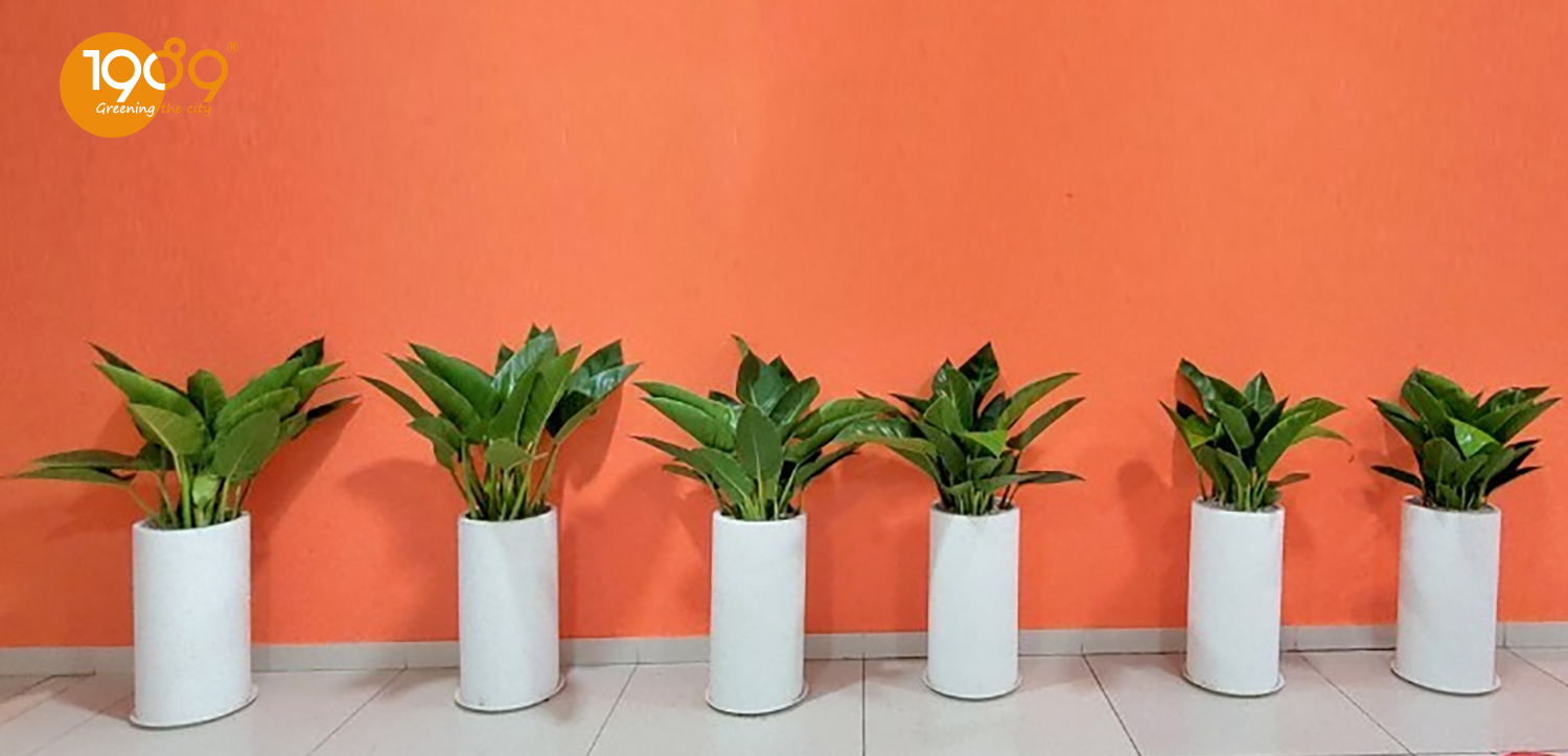 Chậu đá mài tròn trụ trắng 30x60cm trồng đế vương xanh
