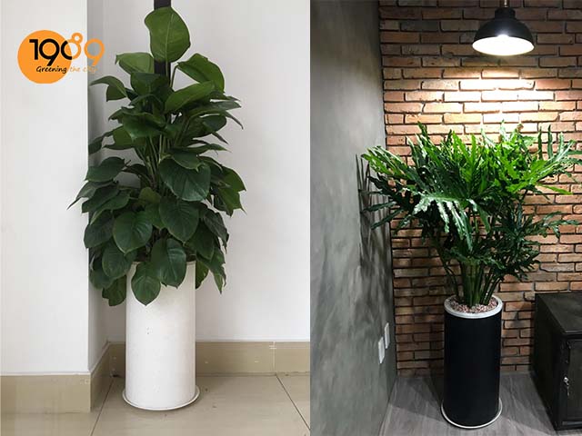 chậu xi măng đá mài tròn trụ trồng cây cảnh 1989