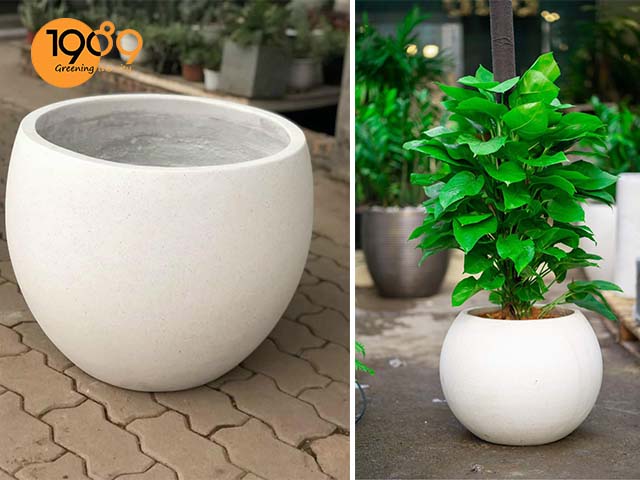 chậu xi măng đá mài tròn trứng màu trắng