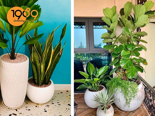 chậu xi măng đá mài tròn trứng xám và trắng