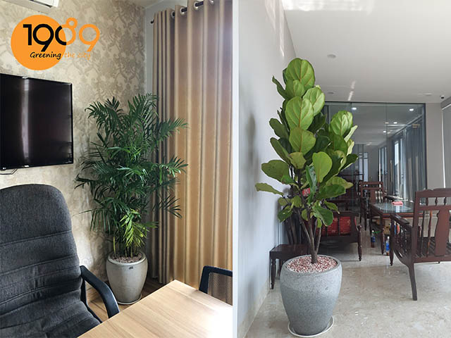 chậu cây xanh văn phòng
