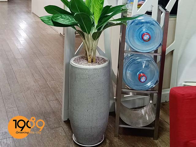 chậu xi măng đá mài trồng cây bạch mã hoàng tử ly bầu đáy