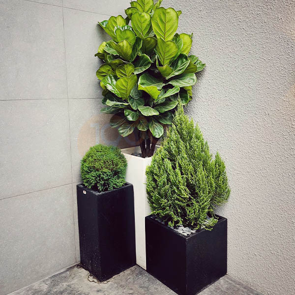 Chăm sóc cây để sàn: Bí quyết giữ lá xanh tươi trong phòng máy lạnh cả bốn mùa