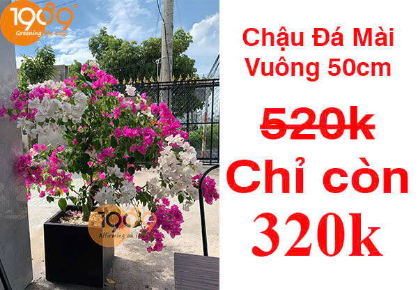 chậu xi măng đá mài vuông