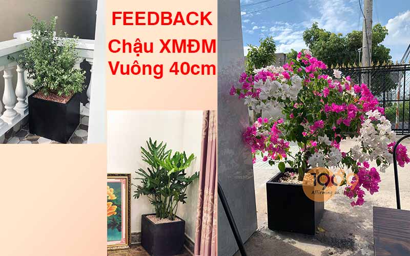 Hình ảnh cây trồng trong chậu đá mài vuông 40cm