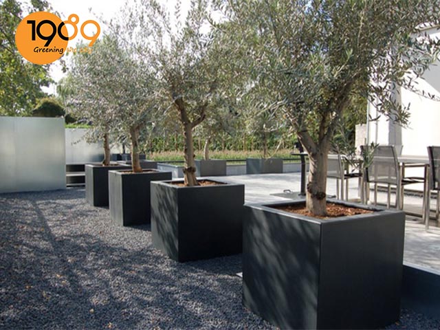 chậu xi măng đá mài vuông lớn 1m trồng cây lớn