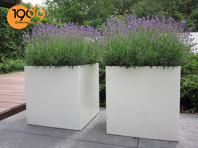 chậu xi măng đá mài vuông lớn 1m trồng hoa
