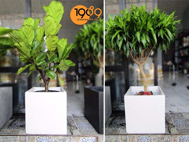 chậu xi măng đá mài vuong màu trắng