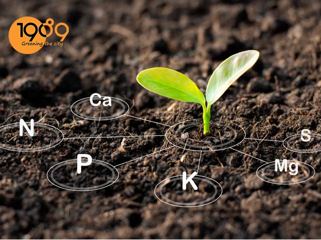 chậu xi măng đá mài vuông trồng cây cảnh cực đẹp rẻ